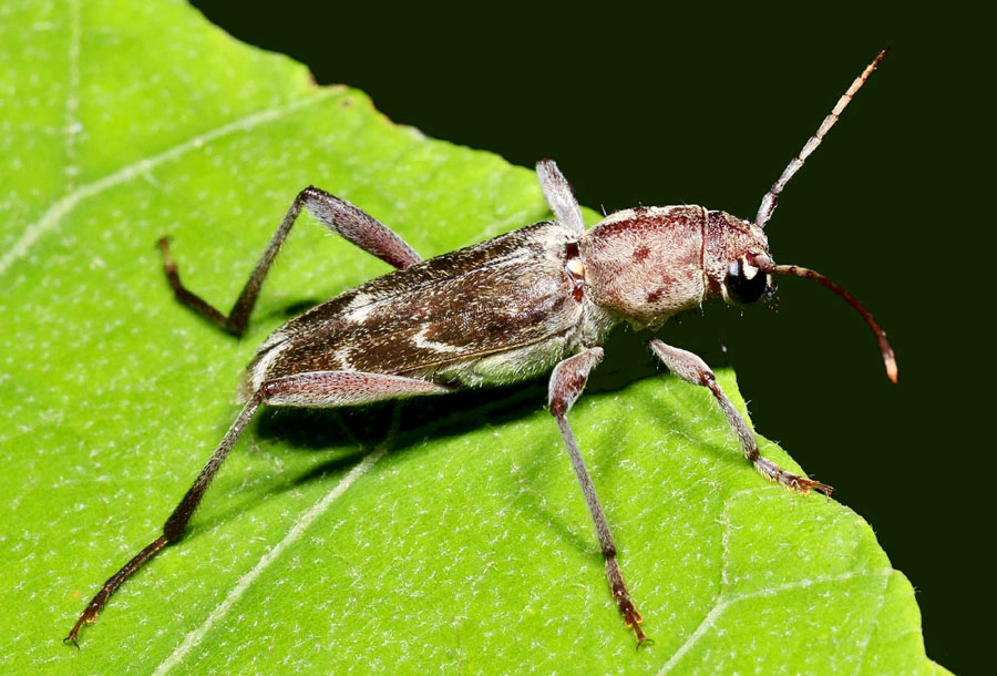 Cerambycidae - Xylostrechus stebbingi